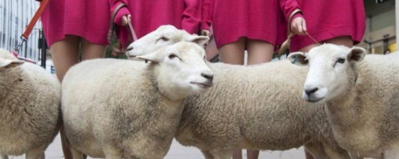 绵羊毛和山羊绒的区别 羊毛跟山羊绒的区别