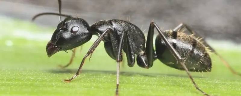 一只蚂蚁几条腿 一只蚂蚁几条腿正确