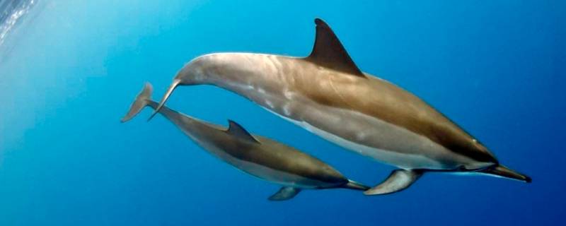 海豚和白鲸的区别 海豚和白鲸的区别图片