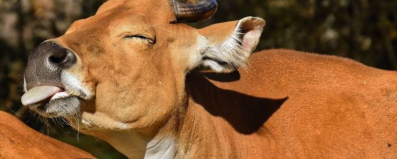 牛的舌头有什么用处 牛的舌头有什么作用是什么