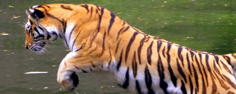 虎的品种 爬山虎的品种