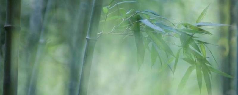 竹子有什么寓意 家里养竹子有什么寓意