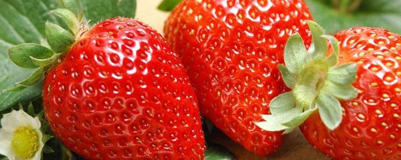 草莓是怎么形成的 脖子上的草莓是怎么形成的