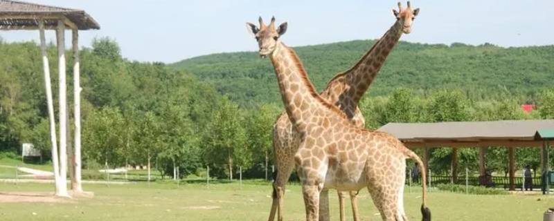 长颈鹿高几米 长颈鹿高多少分米