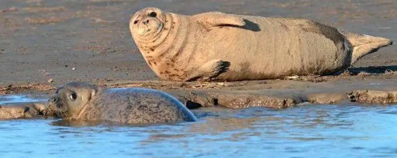 斑海豹是几级保护动物 斑海豹在我国主要分布在