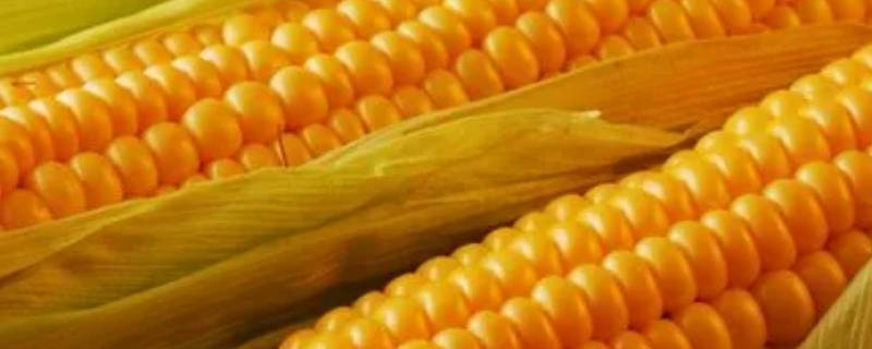 酵素玉米是什么东西（玉米酵素的功效）
