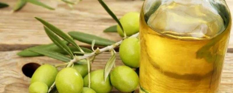 初榨橄榄油和精炼橄榄油的区别 初榨橄榄油和精炼橄榄油的区别是什么