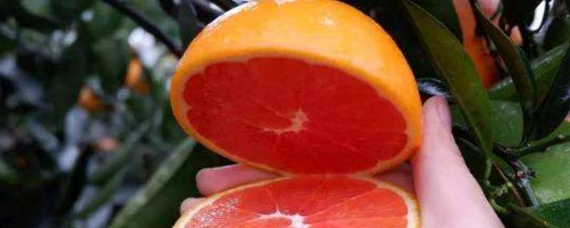 血橙怎么挑选 血橙怎么挑选比较红