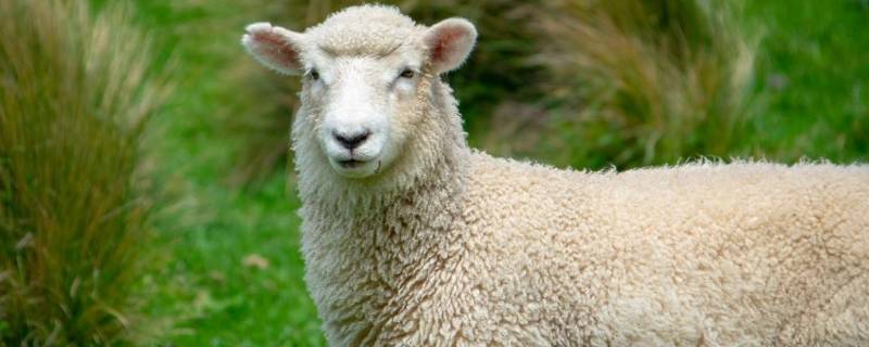 有羊角的绵羊是公的还是母的（绵羊的母羊有角吗）