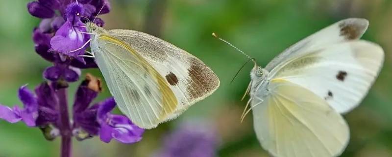 菜粉蝶是益虫还是害虫 菜粉蝶幼虫和成虫的区别
