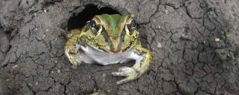 蛙的冬眠是什么行为 蛙的冬眠与温度有关吗