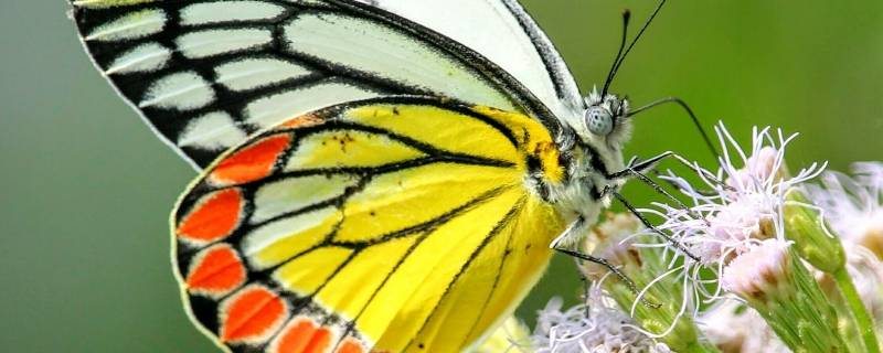蝴蝶发现花蜜靠的是什么 蝴蝶吸取花蜜的叫什么