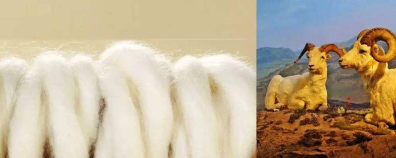 巴素兰羊毛与普通羊毛的区别 巴素兰羊毛和普通羊毛的区别