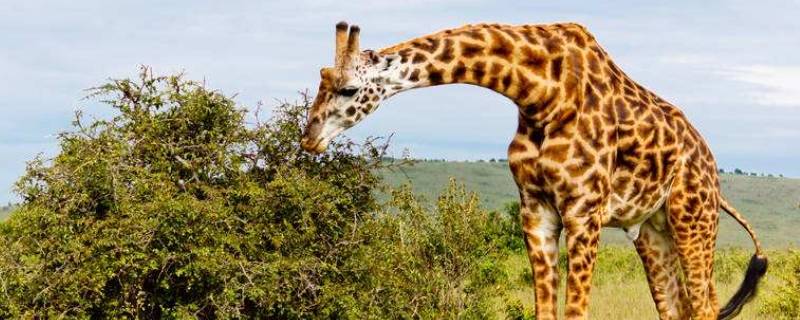 长颈鹿的高度（长颈鹿的高度是梅花鹿的3.5倍）