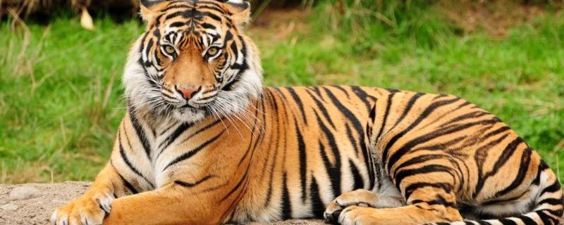老虎是什么颜色的 老虎是什么颜色的用英语回答