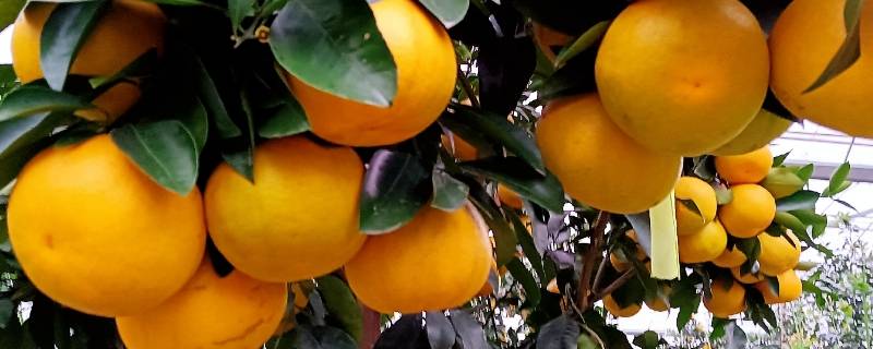 葡萄柚怎么保存时间长 葡萄柚能常温保存吗