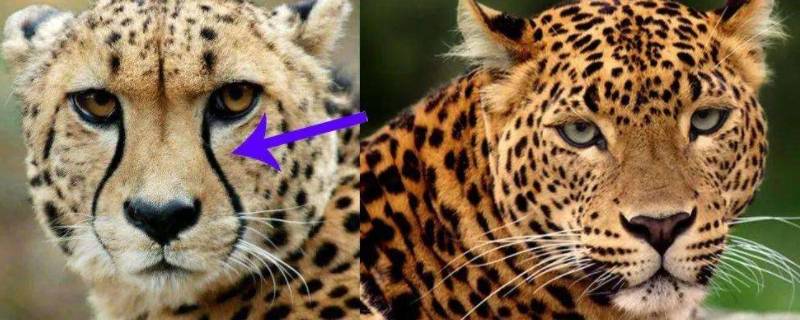 猎豹和豹子有什么区别 猎豹和其他豹子有什么区别