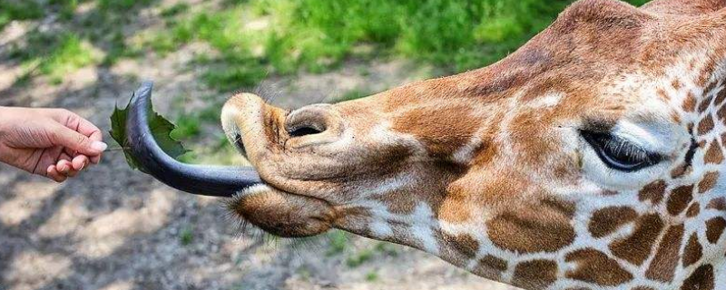 长颈鹿的舌头是什么颜色的（长颈鹿的舌头是什么颜色的的短视频）