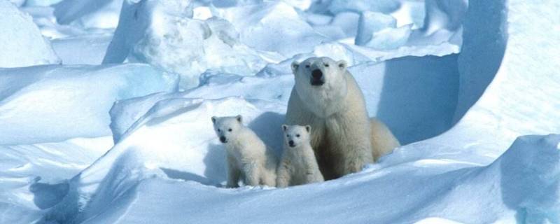 北极熊是保护动物吗（北极熊是濒危动物吗）
