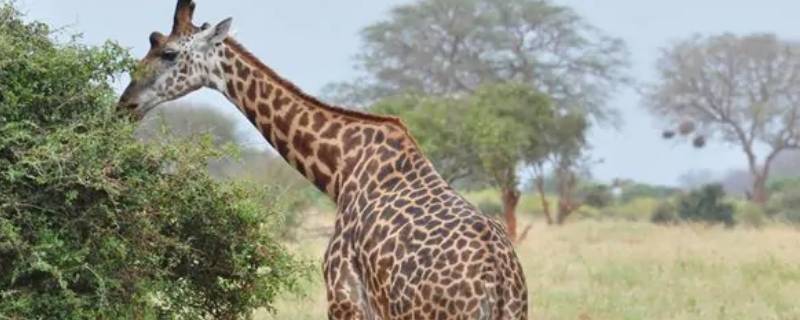 长颈鹿是几级保护动物 长颈鹿是一级保护动物还是二级保护动物