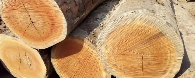 番龙眼是什么木材 番龙眼是什么木材是实木地板吗