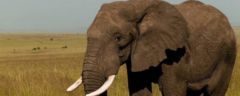 大象的耳朵有多大（大象的耳朵有多大?）