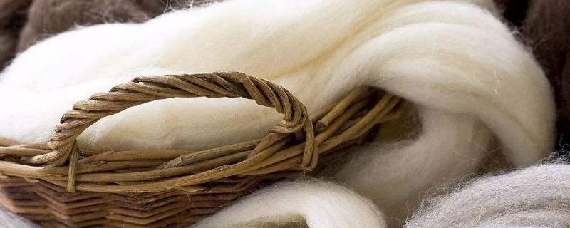 wool是羊绒还是羊毛（羊毛wool是什么）