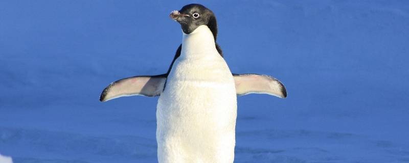 企鹅属于什么类 企鹅属于什么类动物依据是