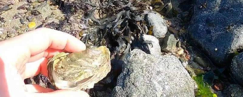 石头蟹是淡水还是海水 石头蟹属于海蟹吗