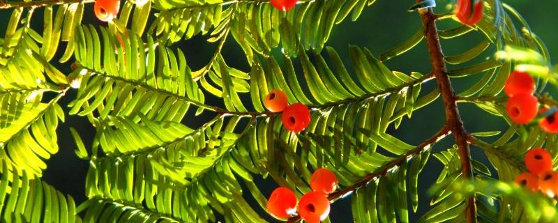 紫杉醇主要存在于红豆杉的什么中（紫杉醇是从红豆杉的哪个部分分离得到的）
