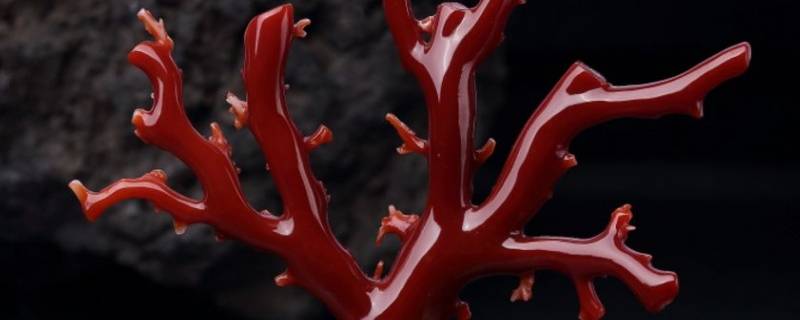 海底红塑料是什么（深海红塑料是什么）