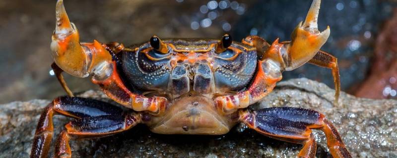 捆着的活螃蟹怎么保存时间长 活螃蟹捆起来能放多久
