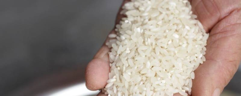 硬米是什么 硬米是什么意思啊