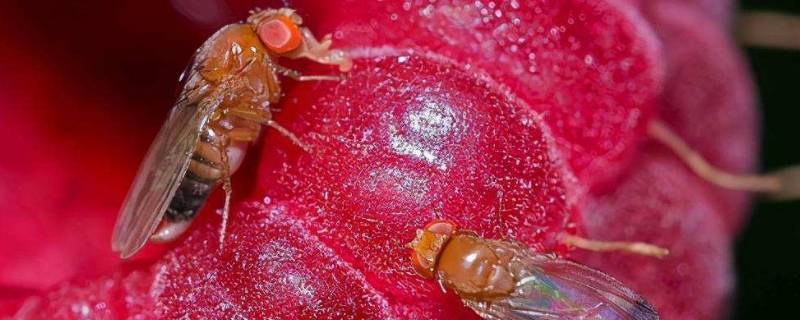 如何消灭果蝇 果蝇最有效的消灭方法