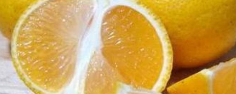 橘柚代表什么 橘子柚是什么