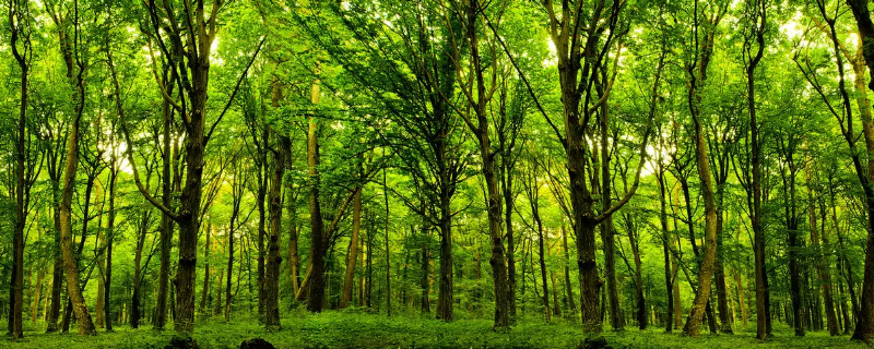 植树造林对水循环的影响（种植树木对水循环的影响）