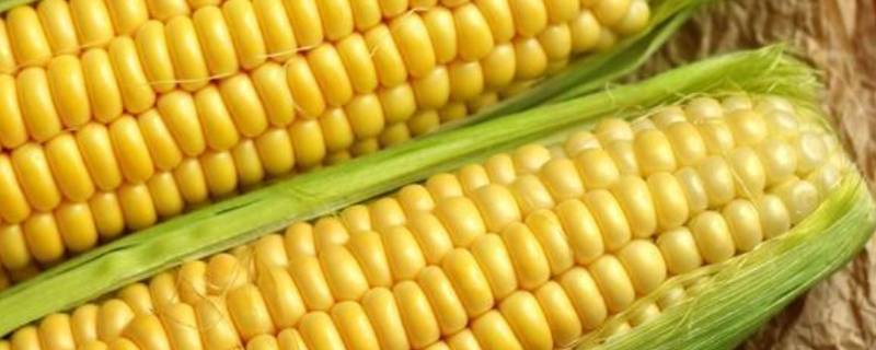 白玉米和黄玉米的区别（白玉米跟黄玉米的区别）