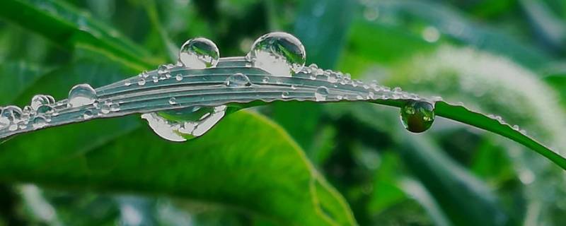 冬天有露水吗（冬天有露水还是夏天有露水）