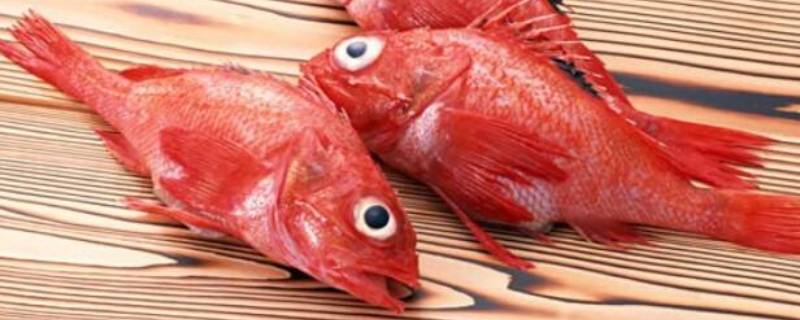 红色大头鱼是什么鱼 红色大头的鱼是什么鱼