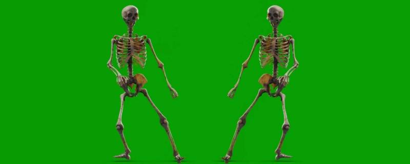 大骨架和小骨架的区别 拉布拉多大骨架和小骨架的区别