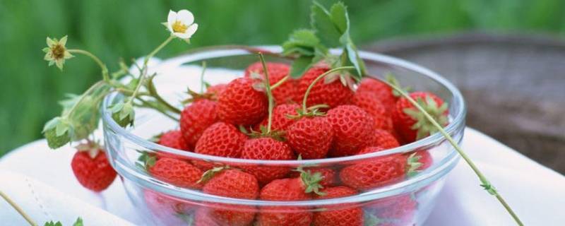 冬天的草莓放冷藏还是常温 草莓是常温保存还是放冰箱
