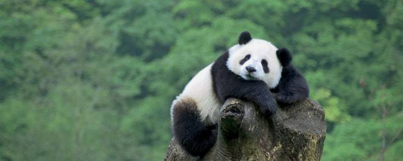 熊猫属于什么科 熊猫属于什么科类动物