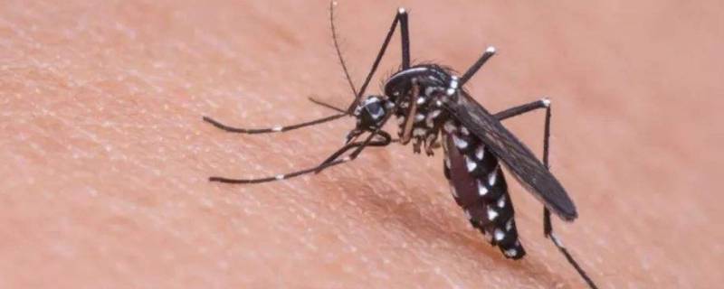 蚊子为什么吸血 蚊子为什么吸血不吸脂肪