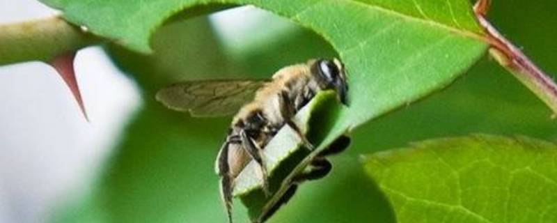 切叶蜂和樵叶蜂有什么区别（樵叶蜂的介绍）