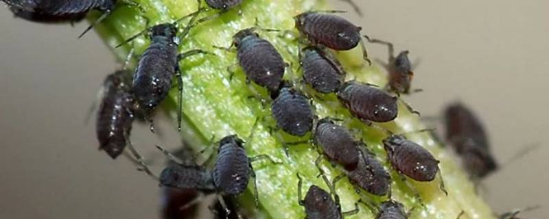 蚜虫主要集中于什么地区 蚜虫主要集中于什么地区,为什么