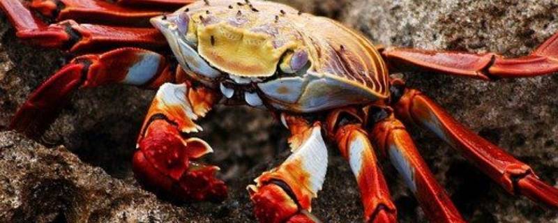 螃蟹需要蒸多少分钟 螃蟹需要蒸多少分钟才能好