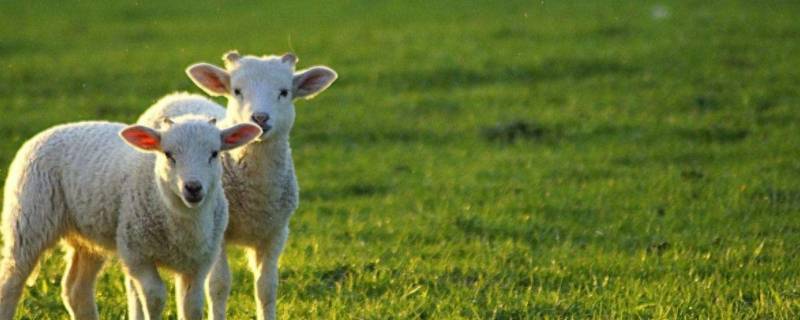 用什么敲出小羊的声音 什么能敲出小羊的声音