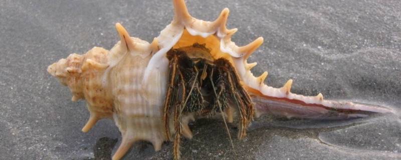 躲在贝壳里的是什么蟹 躲在贝壳里面的螃蟹