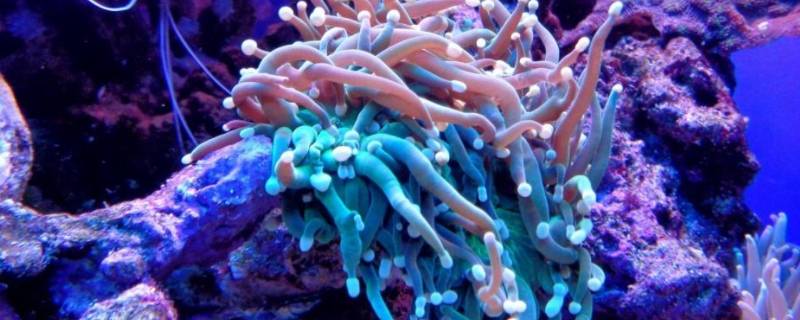 珊瑚会动吗（珊瑚会摆动吗）