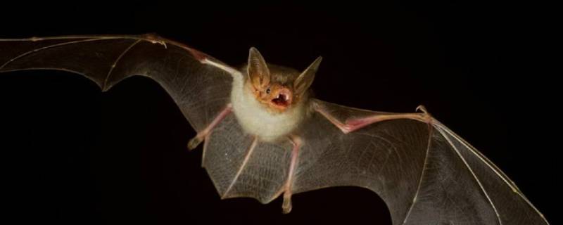 冬天蝙蝠为什么会飞到家里 蝙蝠冬天飞到家里是什么预兆